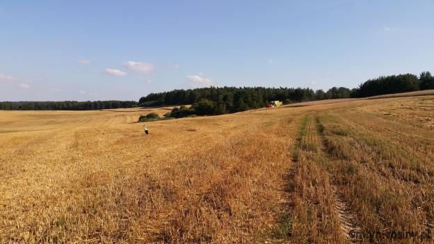 Weizenernte 2015 Großes Feld